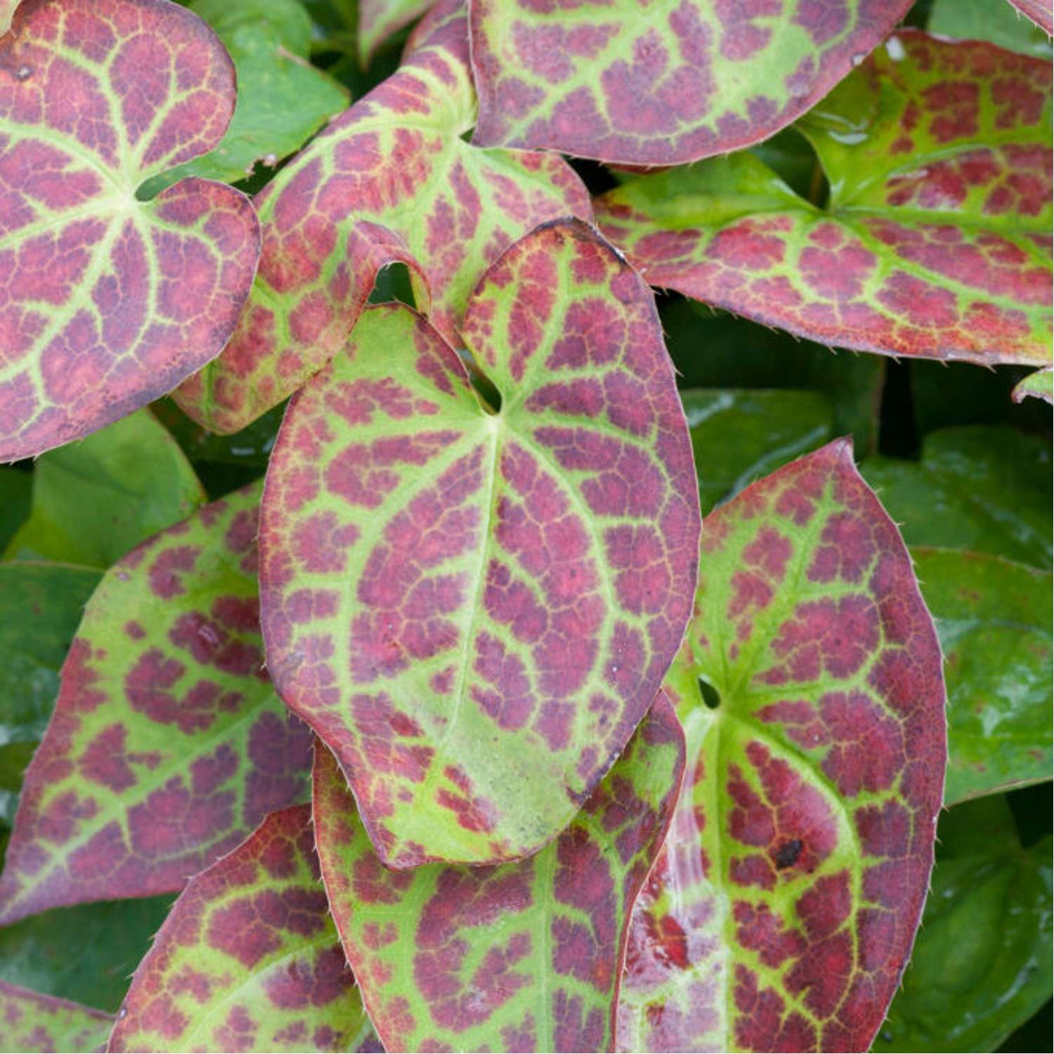 Varjohiippa 'Frohnleiten' (Epimedium × perralchicum)